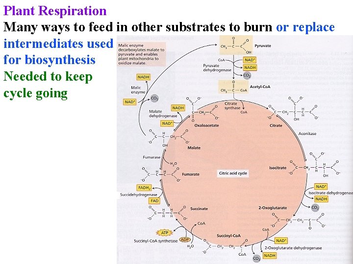 Plant Respiration Many ways to feed in other substrates to burn or replace intermediates