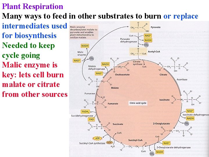 Plant Respiration Many ways to feed in other substrates to burn or replace intermediates