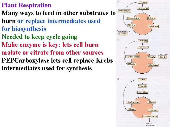 Plant Respiration Many ways to feed in other substrates to burn or replace intermediates