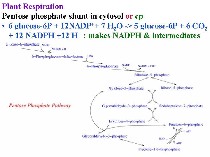 Plant Respiration Pentose phosphate shunt in cytosol or cp • 6 glucose-6 P +