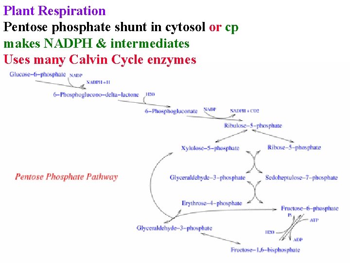 Plant Respiration Pentose phosphate shunt in cytosol or cp makes NADPH & intermediates Uses