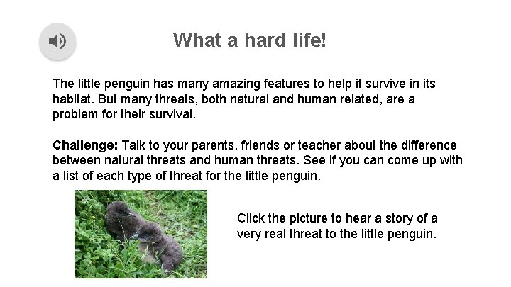 What a hard life! The little penguin has many amazing features to help it What a hard life! The little penguin has many amazing features to help it