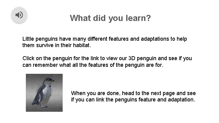 What did you learn? Little penguins have many different features and adaptations to help