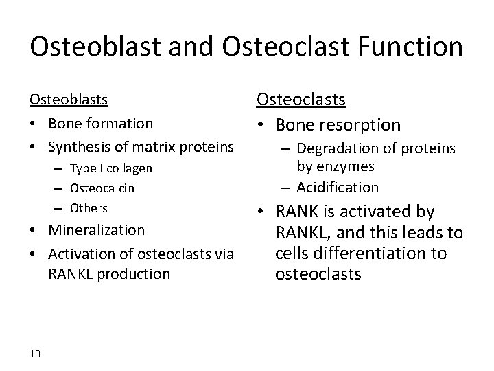 Osteoblast and Osteoclast Function Osteoblasts • Bone formation • Synthesis of matrix proteins –