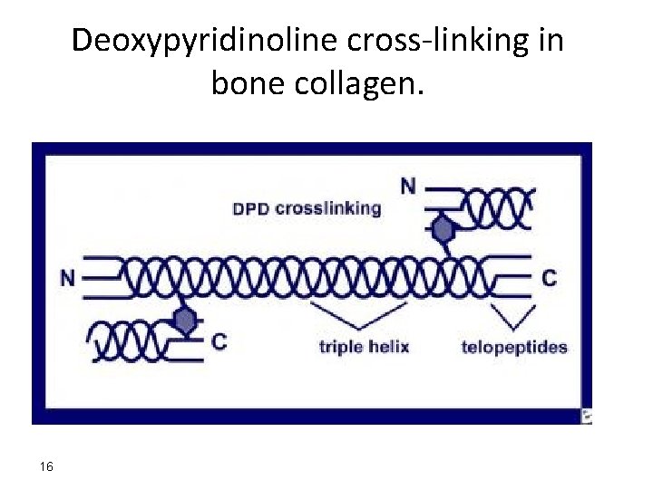 Deoxypyridinoline cross-linking in bone collagen. 16 