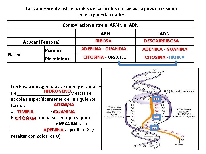 Los componente estructurales de los ácidos nucleicos se pueden resumir en el siguiente cuadro