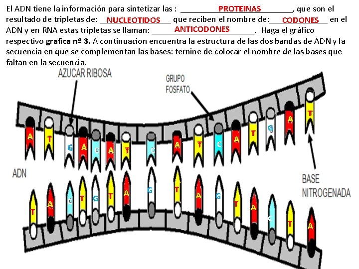 El ADN tiene la información para sintetizar las : _____________, que son el PROTEINAS