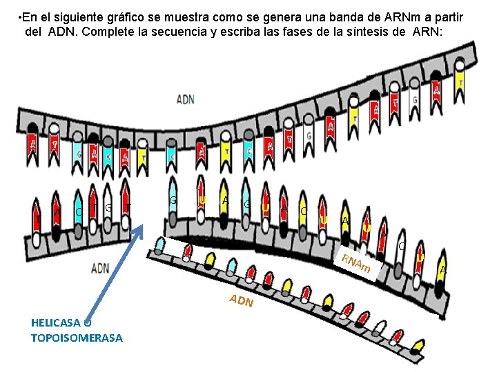  • En el siguiente gráfico se muestra como se genera una banda de