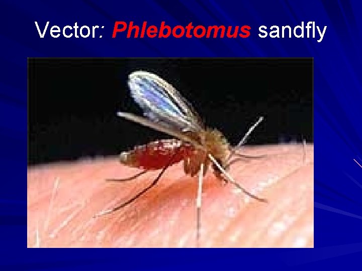 Vector: Phlebotomus sandfly 