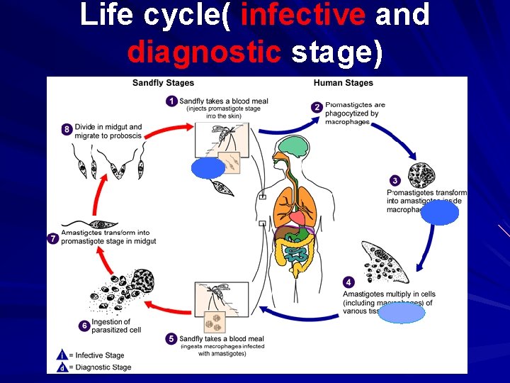 Life cycle( infective and diagnostic stage) 