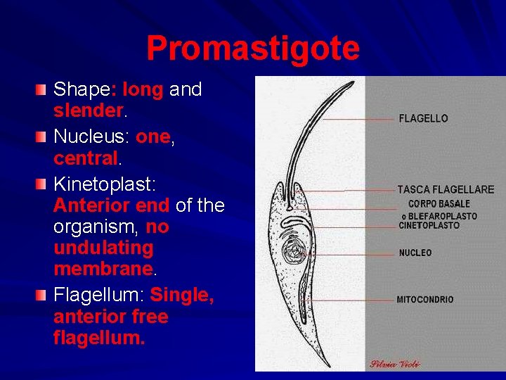 Promastigote Shape: long and slender. Nucleus: one, central. Kinetoplast: Anterior end of the organism,