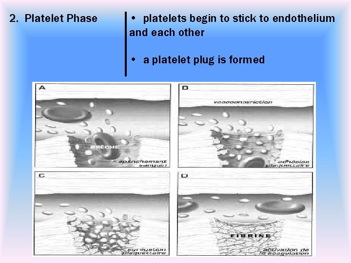 2. Platelet Phase • platelets begin to stick to endothelium and each other •