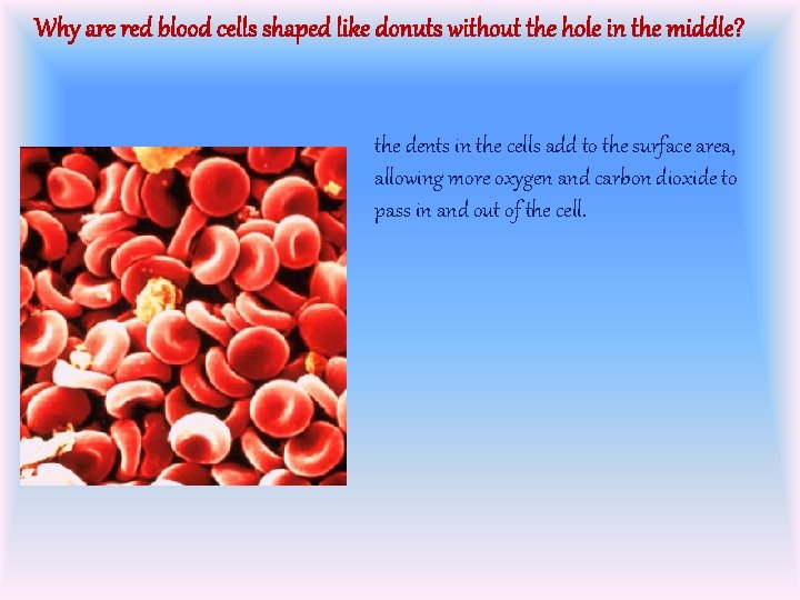 Why are red blood cells shaped like donuts without the hole in the middle?