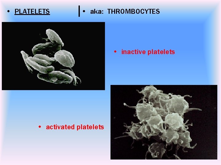  • PLATELETS • aka: THROMBOCYTES • inactive platelets • activated platelets 