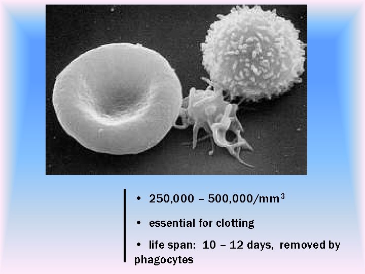  • 250, 000 – 500, 000/mm 3 • essential for clotting • life