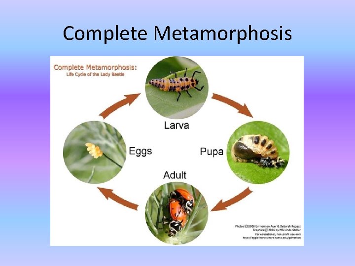 Complete Metamorphosis Complete Metamorphosis