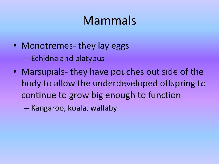 Mammals • Monotremes- they lay eggs – Echidna and platypus • Marsupials- they have Mammals • Monotremes- they lay eggs – Echidna and platypus • Marsupials- they have