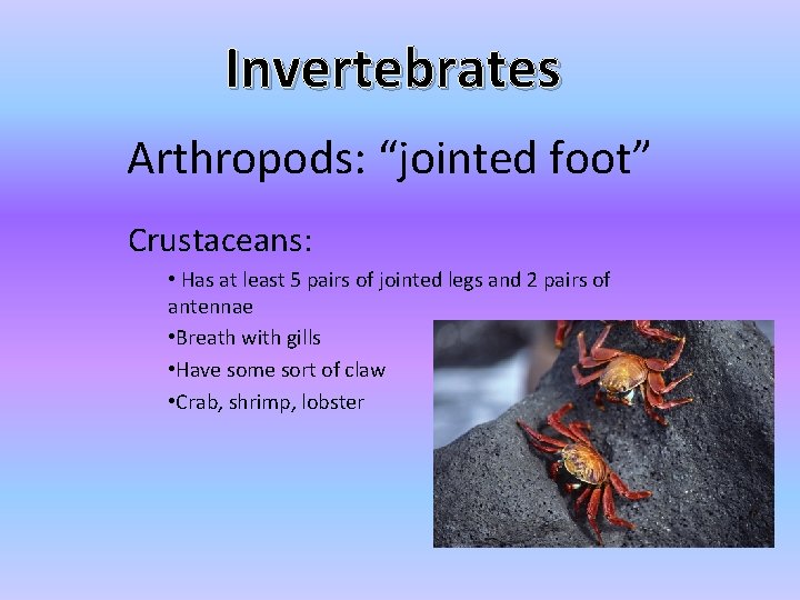 Invertebrates Arthropods: “jointed foot” Crustaceans: • Has at least 5 pairs of jointed legs Invertebrates Arthropods: “jointed foot” Crustaceans: • Has at least 5 pairs of jointed legs