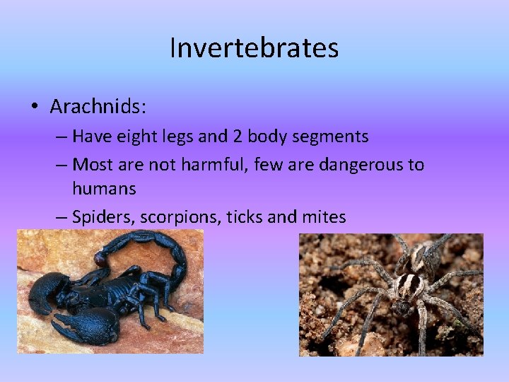 Invertebrates • Arachnids: – Have eight legs and 2 body segments – Most are Invertebrates • Arachnids: – Have eight legs and 2 body segments – Most are