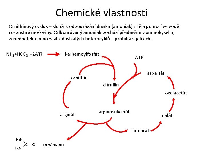 Chemické vlastnosti Ornithinový cyklus – slouží k odbourávání dusíku (amoniak) z těla pomocí ve