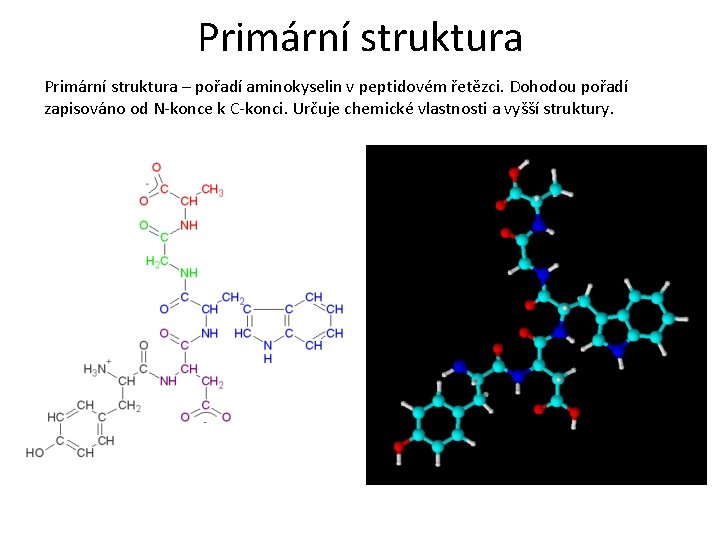 Primární struktura – pořadí aminokyselin v peptidovém řetězci. Dohodou pořadí zapisováno od N-konce k