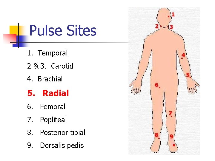 Pulse Sites 1. Temporal 2 & 3. Carotid 4. Brachial 5. Radial 6. Femoral