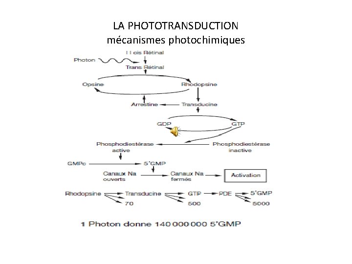 LA PHOTOTRANSDUCTION mécanismes photochimiques 