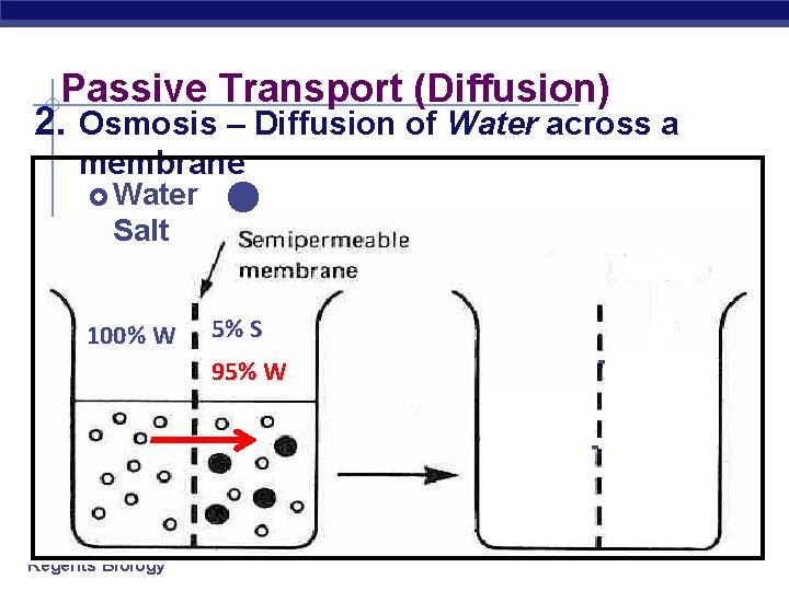 Passive Transport (Diffusion) 2. Osmosis – Diffusion of Water across a membrane Water Salt