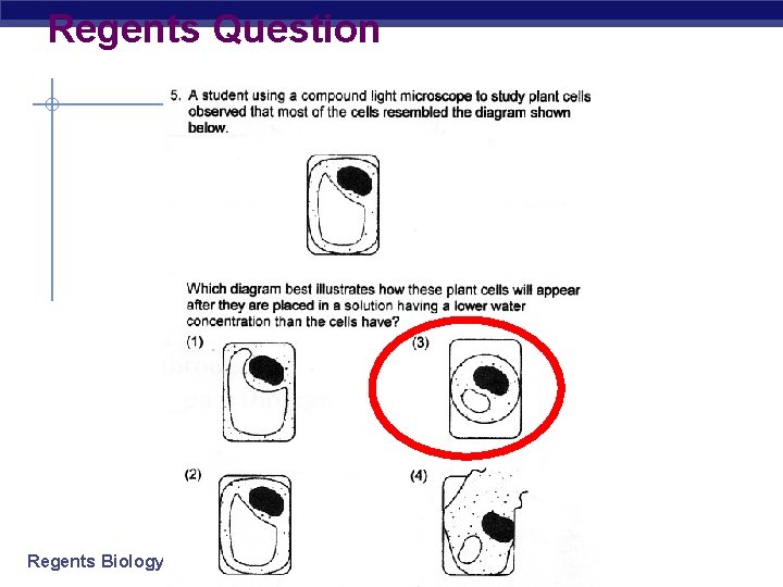 Regents Question Regents Biology 