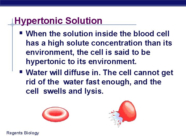 Hypertonic Solution § When the solution inside the blood cell § has a high