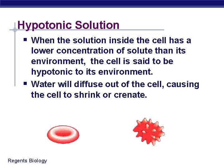 Hypotonic Solution § When the solution inside the cell has a § lower concentration