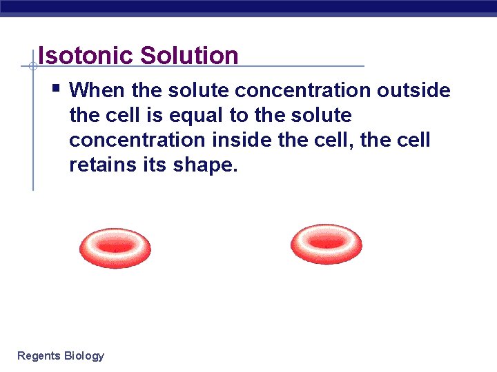 Isotonic Solution § When the solute concentration outside the cell is equal to the