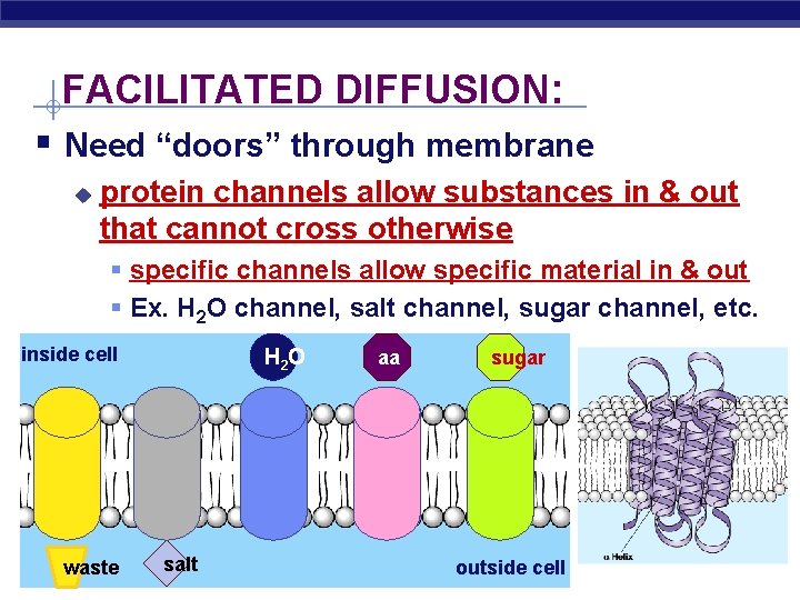 FACILITATED DIFFUSION: § Need “doors” through membrane u protein channels allow substances in &