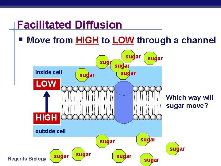 Facilitated Diffusion § Move from HIGH to LOW through a channel sugar inside cell