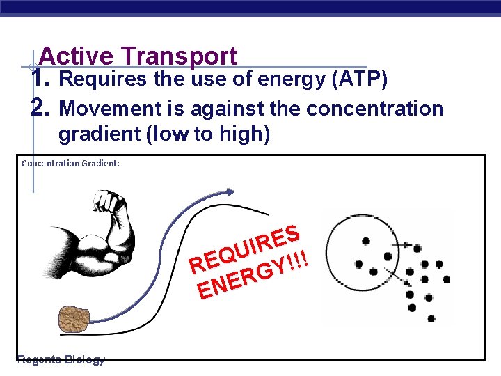 Active Transport 1. Requires the use of energy (ATP) 2. Movement is against the