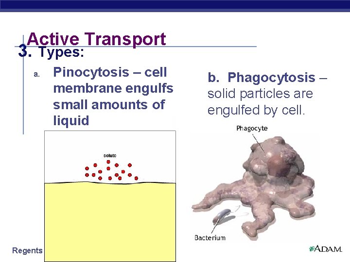 Active Transport 3. Types: a. Pinocytosis – cell membrane engulfs small amounts of liquid
