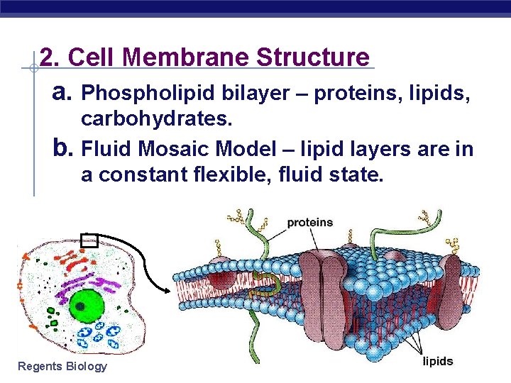 2. Cell Membrane Structure a. Phospholipid bilayer – proteins, lipids, carbohydrates. b. Fluid Mosaic