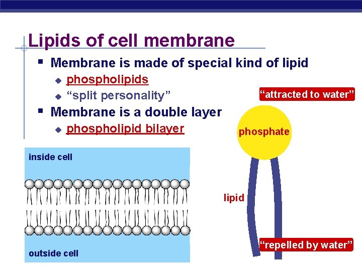 Lipids of cell membrane § Membrane is made of special kind of lipid u