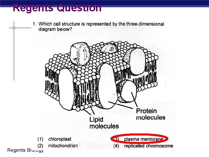 Regents Question Regents Biology 