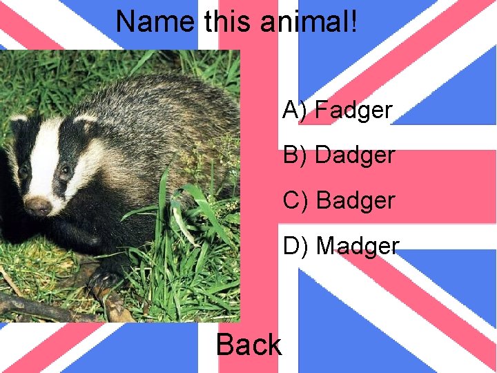 Name this animal! A) Fadger B) Dadger C) Badger D) Madger Back 