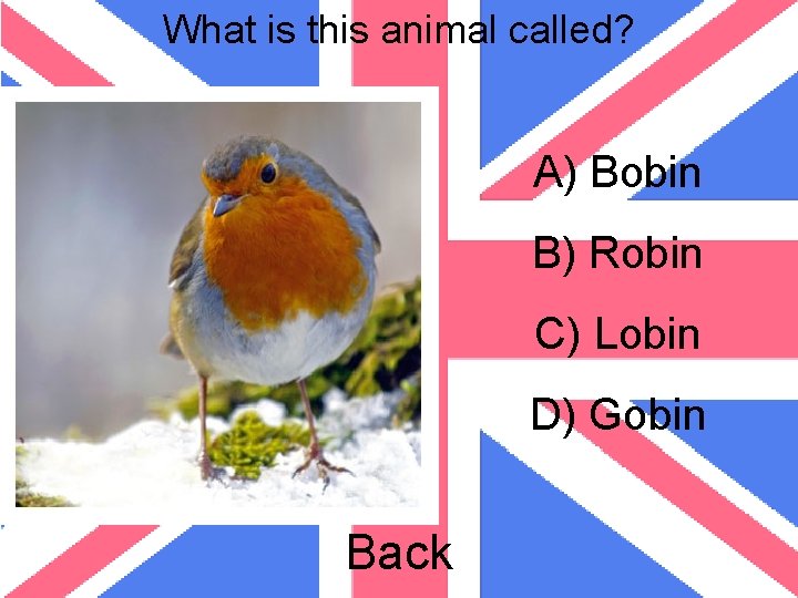 What is this animal called? A) Bobin B) Robin C) Lobin D) Gobin Back