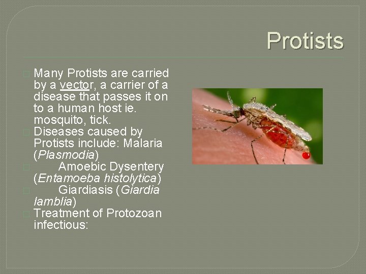 Protists Many Protists are carried by a vector, a carrier of a disease that