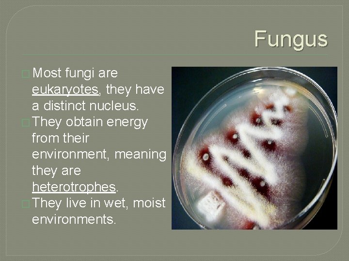 Fungus � Most fungi are eukaryotes, they have a distinct nucleus. � They obtain