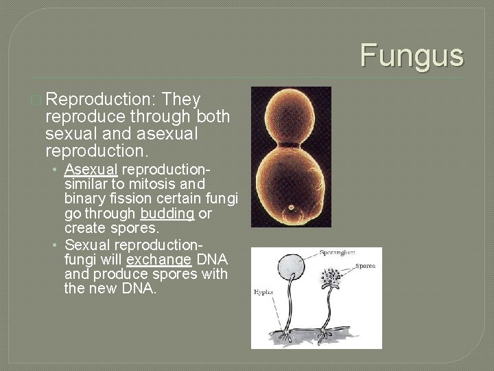 Fungus � Reproduction: They reproduce through both sexual and asexual reproduction. • Asexual reproduction-
