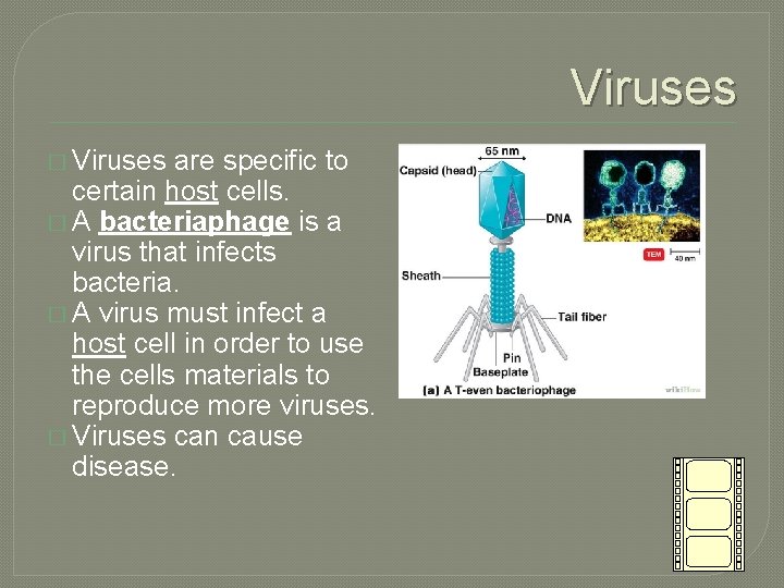 Viruses � Viruses are specific to certain host cells. � A bacteriaphage is a