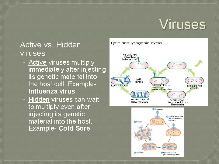 Viruses � Active vs. Hidden viruses • Active viruses multiply immediately after injecting its