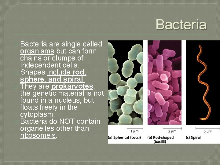 Bacteria are single celled organisms but can form chains or clumps of independent cells.