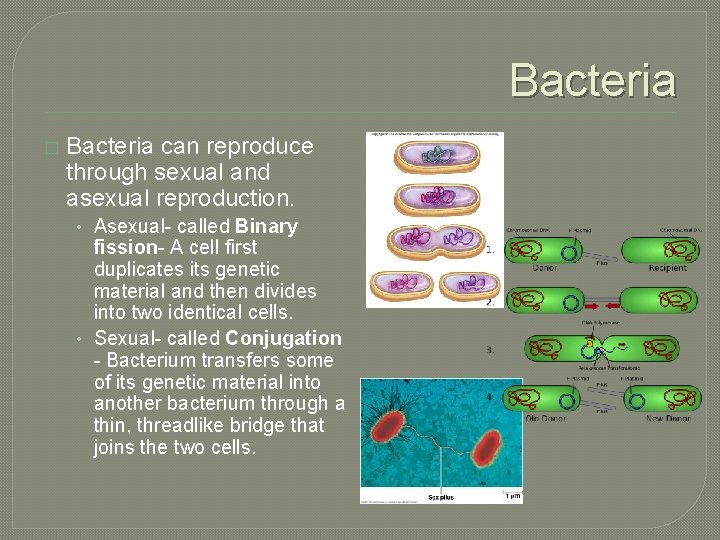 Bacteria � Bacteria can reproduce through sexual and asexual reproduction. • Asexual- called Binary