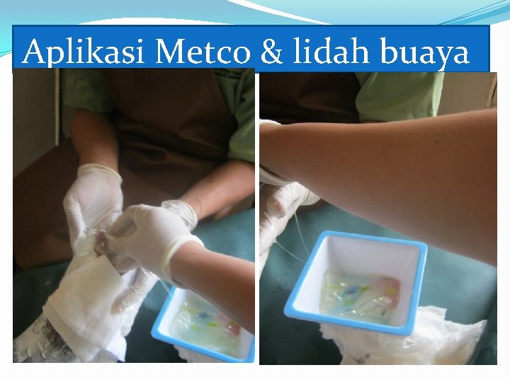 Aplikasi Metco & lidah buaya 