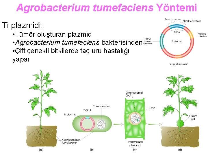 Agrobacterium tumefaciens Yöntemi Ti plazmidi: • Tümör-oluşturan plazmid • Agrobacterium tumefaciens bakterisinden • Çift